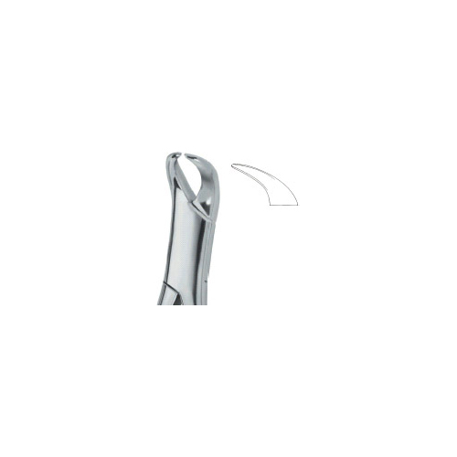 Molars 16